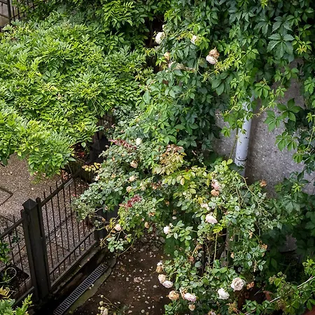 Fiordaliso * Комо